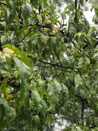 Close-up of fruit growing on tree