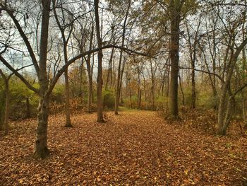 Trees in forest