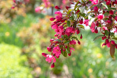 Macro closeup of pink flowering crab apple tree in bloom in spring