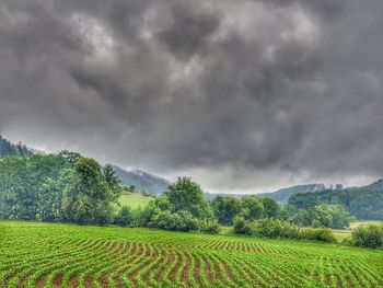 Scenic view of agricultural field against sky