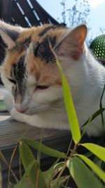 Close-up of a cat