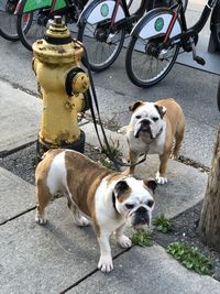 View of a dogs on sidewalk