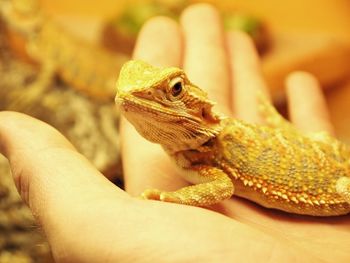 Close-up of hand holding lizard