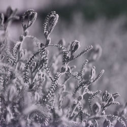 Close-up of water drops on plant