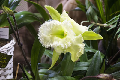 Close-up of white flowering plant