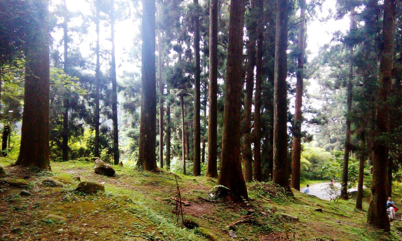 tree, forest, tranquility, woodland, tranquil scene, growth, tree trunk, nature, beauty in nature, scenics, landscape, non-urban scene, day, sunlight, green color, outdoors, idyllic, no people, branch, remote