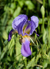 Close-up of purple iris flower