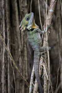 Close-up of lizard on tree trunk