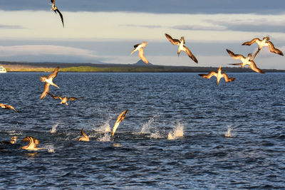 Seagulls flying over sea against sky