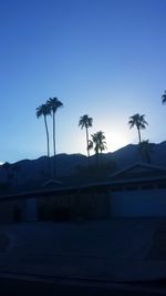 Palm trees against clear blue sky