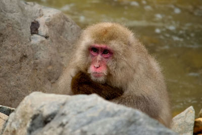 Portrait of a monkey