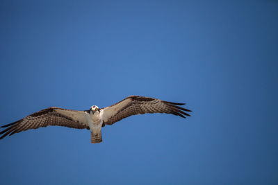 Low angle view of eagle flying against clear blue sky