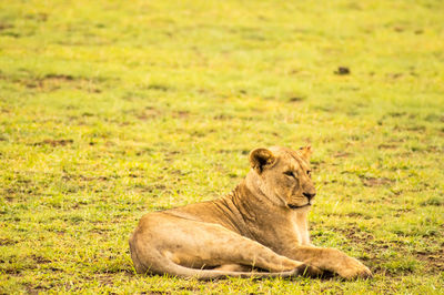 View of a cat resting on grass