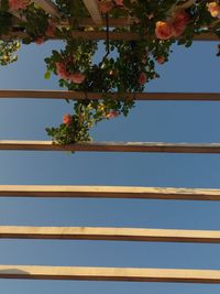 Low angle view of tree against clear sky