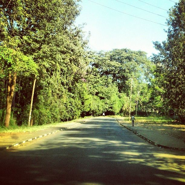 tree, road, clear sky, the way forward, tranquility, transportation, growth, nature, tranquil scene, beauty in nature, scenics, country road, diminishing perspective, sunlight, green color, street, forest, day, water, outdoors