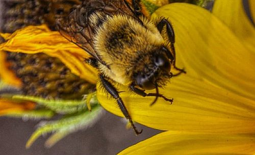 Close-up of insect on yellow flower