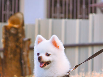 Close-up of dog looking away