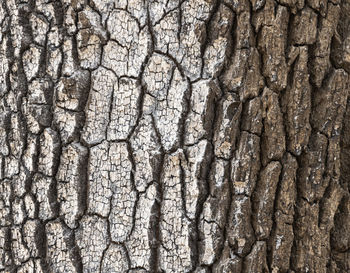 Full frame shot of tree trunk