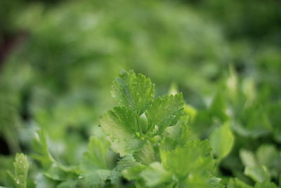 Close-up of fresh green leaves on plant