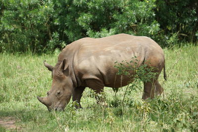 White rhinoceros