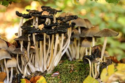 Close-up of mushrooms growing on field