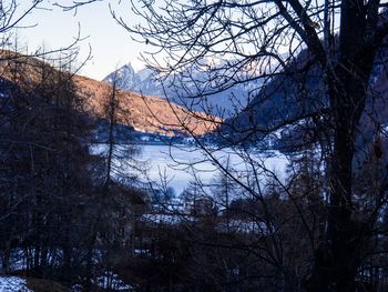 Bare trees in forest during winter