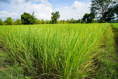 Scenic view of agricultural field against sky