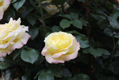 Close-up of white rose