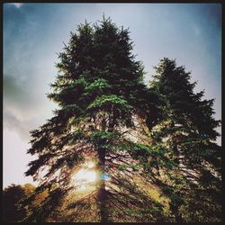 Low angle view of trees against sky