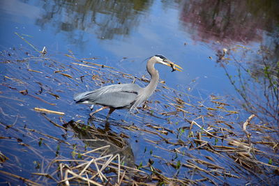 High angle view of heron in lake