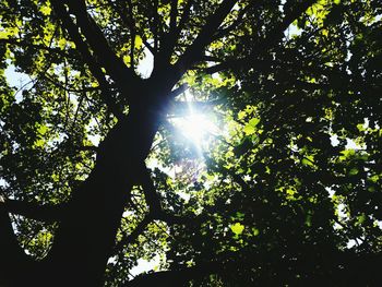 Low angle view of silhouette trees in forest against sky