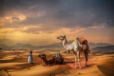 View of a horse on sand