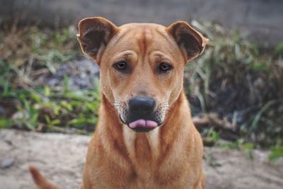 Portrait of dog on field