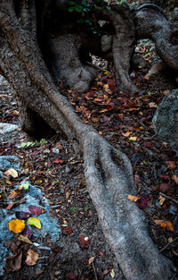High angle view of leaves on field in forest