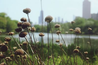 Close-up of plants against blurred green background