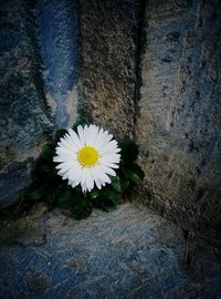 Close-up of white flower