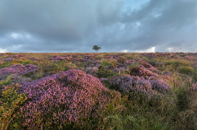 Scenic view of purple flowering plants on land against sky