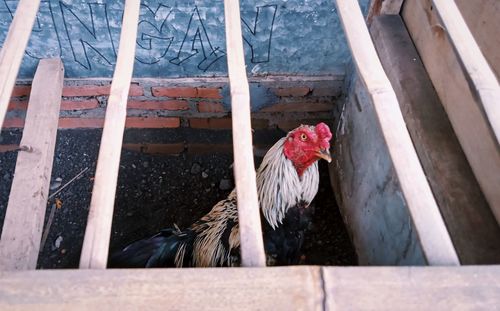 Close-up of a rooster