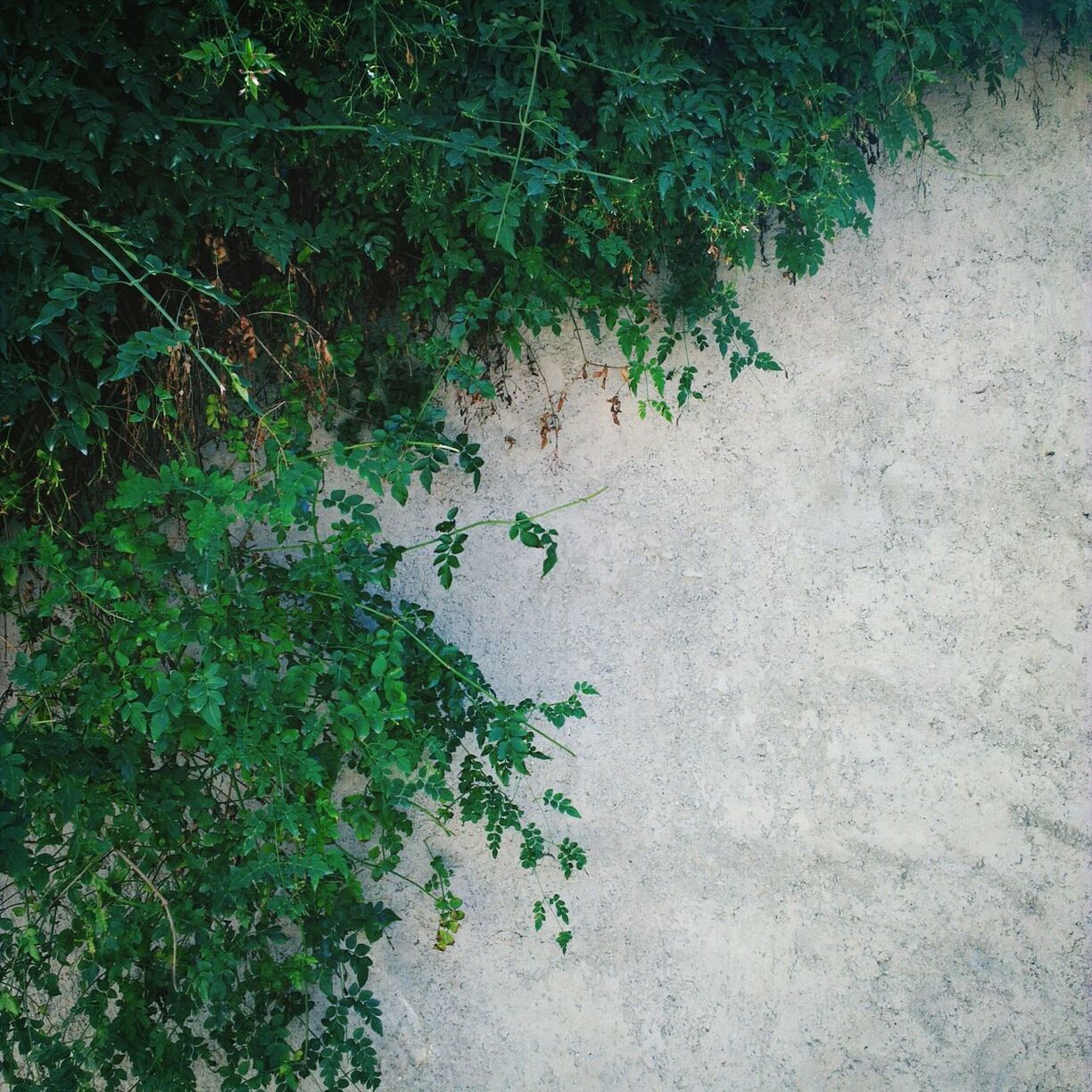 growth, plant, high angle view, green color, leaf, nature, tree, sunlight, growing, tranquility, day, shadow, outdoors, no people, beauty in nature, footpath, grass, branch, field, green