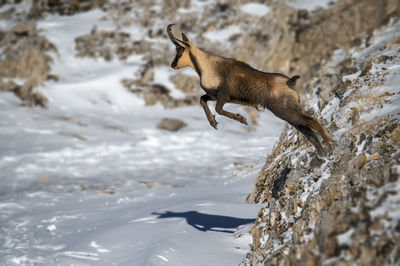 Close-up of dog running on snow