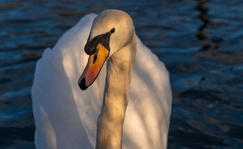 Close-up of swan in lake