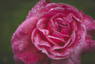 Close-up of wet pink rose blooming outdoors