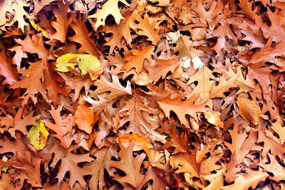 Full frame shot of autumn leaves