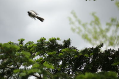 Low angle view of bird flying against sky