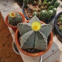 High angle view of succulent plant in pot