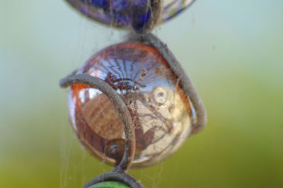 Close-up of turtle in water