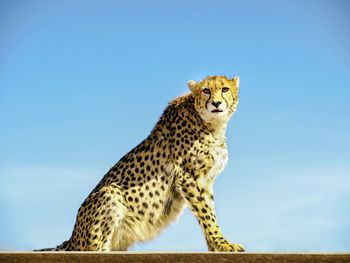 Cat looking away against blue sky