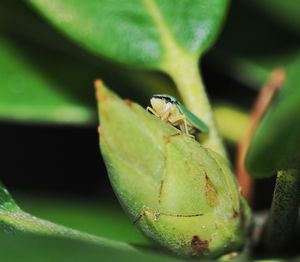 Close-up of insect on leaf