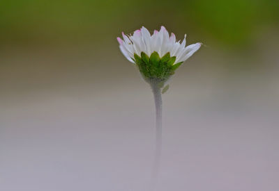 Close-up of white daisy flower