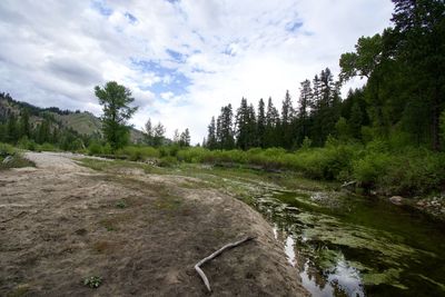 Scenic view of stream amidst trees in forest against sky